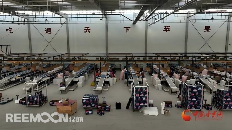 “這個綠萌‘呵福式’智能四通道一體自動化分揀包裝生產(chǎn)線剛安裝上就投入使用，高效便捷。幫我們完成對尼泊爾出口的300噸蘋果分揀包裝。”靜寧蘋果產(chǎn)地冷鏈物流園運(yùn)營團(tuán)隊負(fù)責(zé)人孫杰錕在剛剛建成投入使用的分選車間邊忙向記者解說。“目前就分揀車間創(chuàng)造就業(yè)崗位三百多個，其中包裝工約300人、檢果工50人、裝卸工20人，為周